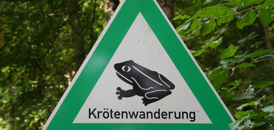 Foto Krötenwanderung